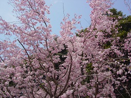 桜の名所.jpg