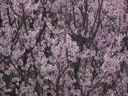 桜の群生.jpg